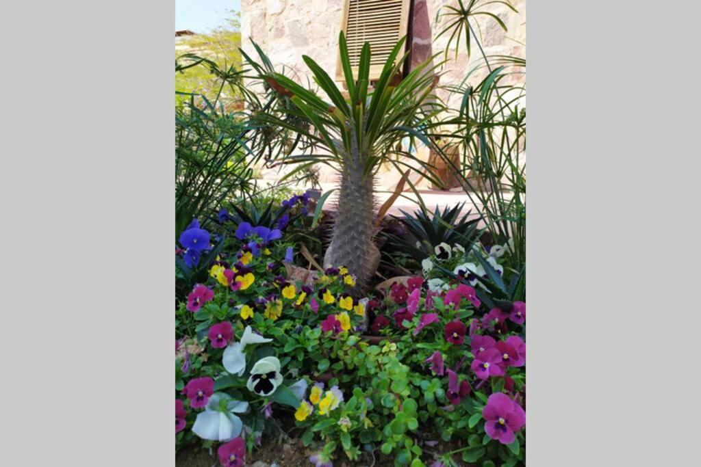 Eilat Stone - Patio אבן אילת - פטיו Apartman Kültér fotó